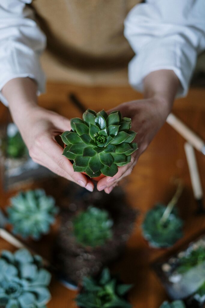 Close-up of hands holding a green succulent plant, surrounded by gardening tools and other succulents indoors.